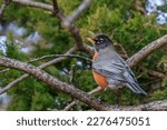 American Robin perched in a tree