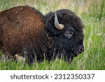 Close up of a buffalo  american ...