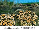 Small photo of many trees in a forest were recut. maintenance of the forest