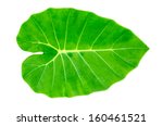 Green Caladium Leaf  Elephant...