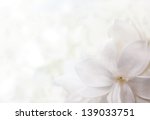 white background from flowers of lilac