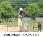 Llama At A Farm   Photograph Of ...