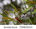 Small photo of Wax Myrtle Branches with Berries - Photograph of branches of a Wax Myrtle tree with white berries on the branches and a background of greenery. Selective focus on the middle of the image.