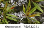 Small photo of Wax Myrtle Branches with Berries - Photograph of branches of a Wax Myrtle tree with white berries on the branches and a background of greenery. Selective focus on the middle of the image.
