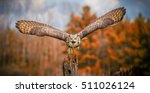 Flying Grey Horned Owl