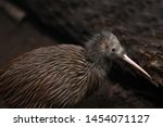 The North Island brown kiwi, Apteryx mantelli, is the most common kiwi, with about 35,000 remaining in New Zealand. 