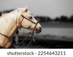 Horse Western Quarter Horse...