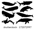 Set Of Whale Silhouettes. Vector