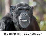 A close up chimpanzee portrait  ...