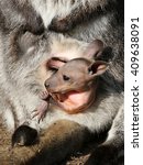 Small photo of Bennet Wallaby Joey