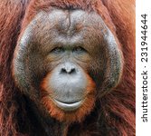 Face Of Orangutan.