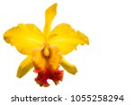 Yellow Cattleya Orchid Isolated ...