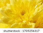 Chrysanthemums Are Colorful ...