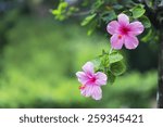 Photo Hibiscus Blooming In The...