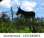 Small photo of The most stubborn of animals, the donkey