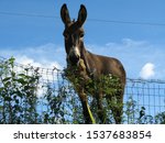 Small photo of The most stubborn of animals, the donkey