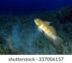 Small photo of Tailspot goby shifting sand through gill rakers, looking for food