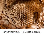 Small photo of old house in the attic found a huge nest of wasps or hornets, a multi-storey complex structure of honeycombs. A very dangerous find - a family of vapid wasps can kill a person to death
