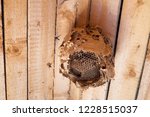 Small photo of old house in the attic found a huge nest of wasps or hornets, a multi-storey complex structure of honeycombs. A very dangerous find - a family of vapid wasps can kill a person to death