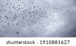 Small photo of In stormy weather or before cataclysms, crow and raven birds worry and gather in huge black flocks, circle in the sky, deafening everything with a loud croak