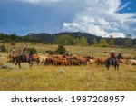 Cattle roundup in Montana USA