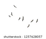 Flock of bird flying isolated...