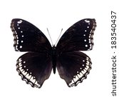 Beautiful Black Butterfly...