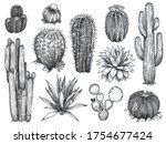 Sketch Cactus. Hand Drawn Wild...