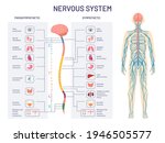 human nervous system.... | Shutterstock .eps vector #1946505577