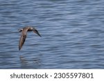 Small photo of Grey-tailed Tattler flying on the sea.