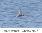 Small photo of Grey-tailed Tattler flying on the sea.