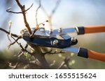 Pruning Of Trees With Secateurs ...