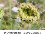 Macro Of A Closed Wild Carrot ...