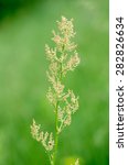 Small photo of Rumex acetosella in the meadow under the warm spring sun
