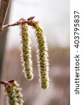 Small photo of Backlit cluster of female Quaking Aspen (Populus tremuloides) catkins, under the soft spring sun