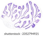 Small photo of Very low magnification micrograph of a sagittal section of a rat cerebellum stained with cresyl violet, showing the ramified cerebellar folia.