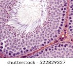 Small photo of Spermatogenesis. Male germinal epithelium showing spermatogonia, spermatocytes in meiosis (pachytena), spermatids, and spermatozoa with their tails protruding into the lumen.