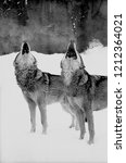 Small photo of Portrait of two howling wolves. Wolf and she-wolf howling together. Black and white film photo