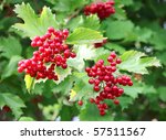 Red Berries On A Bush Viburnum