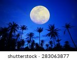  Coconut Tree With The Moon 