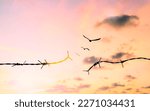 Small photo of Barbed wire fence with sunset Twilight sky. Broke spike change transform to bird boundary concept for human rights slave prison hostage hope to freedom. International liberty day. abolition of slavery