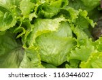Ripe green crisp-head lettuce, top view. 