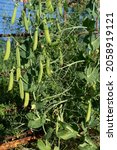 Edible Podded Pea Winding With...