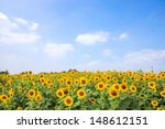 Sun Flowers Field In Thailand....