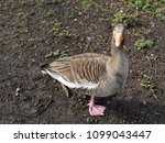 Small photo of Duckin the St James's Park near Buckingham palace in London