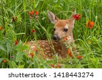 White tailed Fawn in Orange Wildflowers