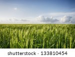 Young Green Barley Corns...