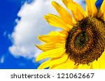 Small photo of Auf diesem Bild ist der BlA?A?A?A¼tenstand einer Sonnenblume (Helianthus annuus) zusehen. In this image is to get to see the florescence of the sunflower (Helianthus annuus).