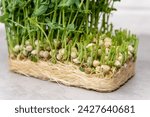 Small photo of Ideal for themes of healthy eating, organic gardening, and farm-to-table cooking. Freshly snipped pea shoots lay scattered on a neutral backdrop, their tendrils and leaves creating a natural pattern.