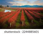 Small photo of Skagit Valley Blueberry Farm in Red Winter Color. Blueberries grow very well in Skagit County. The colorful plants are grown in rows and make for a graphic presentation. Mt. Vernon, WA.